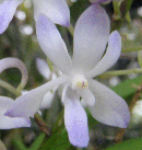 Lou Sneary (Neofinetia falcata x Rhynchostylis coelestis) 'blue'
